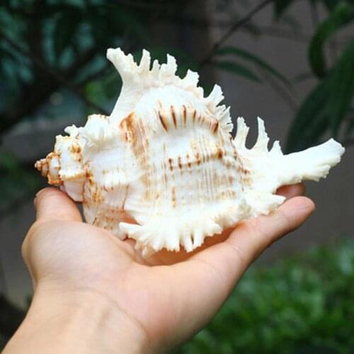 1 Pc Natural Kylin Snail Style Large Conch Shells Crafts Creative Gifts Statue Natural Landscape Decoration Outdoor