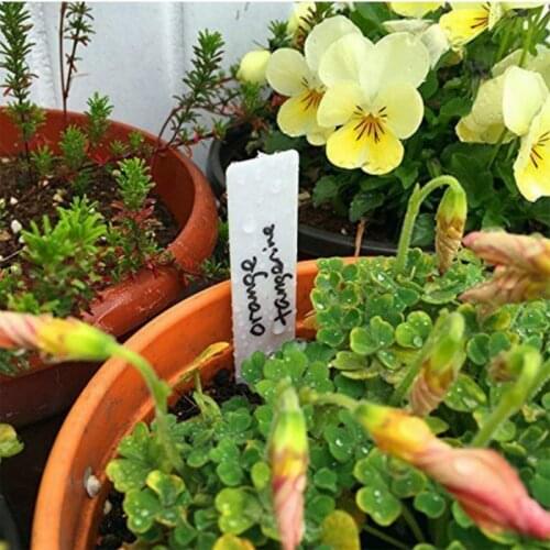 Reusable PVC Plants Hang Tag Labels Tree Fruits Seedling Garden Flower Pot Plastic Tags Sign Classification Small Tools 100 Pcs