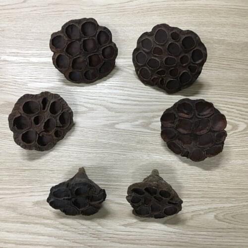 1pc Natural Dried Flower Lotus Pods Dried Floral Crafts Matt Small Lotus Pods