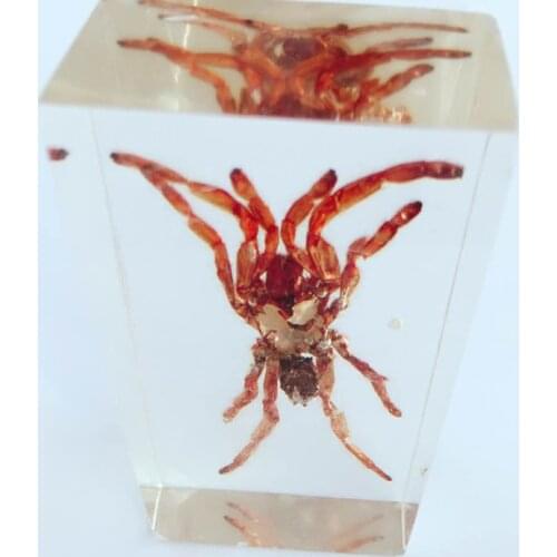 Tarantula Appearance Embedded Specimen Arthropods Real Spider Specimen Models Biology Teaching Aids Creative Resin Handicraft