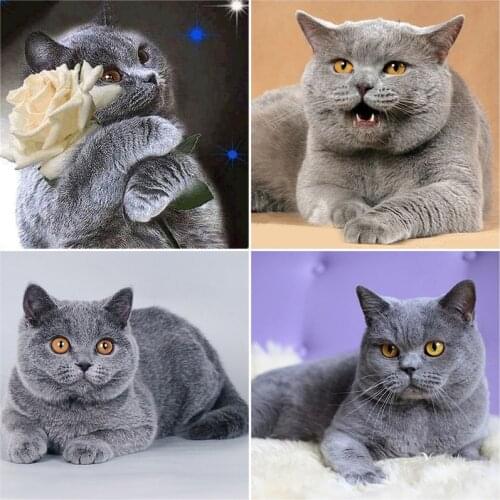 DIY 5D Diamond Painting Cat Diamond Embroidery Flower Mosaic Full Round Drill Cross Stitch Rhinestone Animal Wall Home Decor