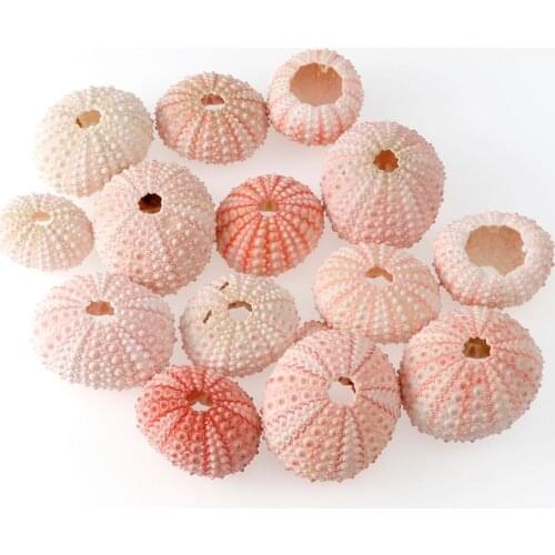 2/4/6Pcs 3.5-5 CM Natural Small Pink Sea Urchin Shell Natural Shell Conch Beach Wedding Decoration Coastal Home Decoration