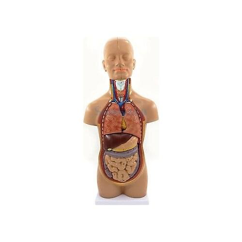 50CM Height Anatomical Human Body Mini Torso Model 12 Parts Set Medical Science Easy to Install Teaching Resources