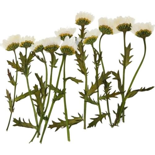 12piece Natural Pressed Dried Flowers Real Press Dry Flowers For Nails Floral