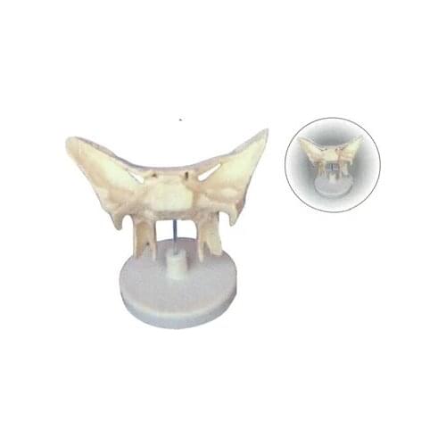Sphenoid bone enlargement model Medical teaching Teaching model 24.5*10*16cm