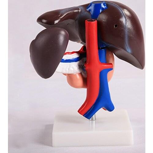Liver Duodenum Pancreas Model Pancreas Spleen Gallbladder Human Body Anatomy Medical Model BIX-A1053