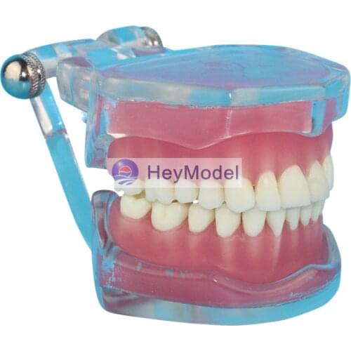 HeyModel Transparent Full Mouth Removable Teeth Model
