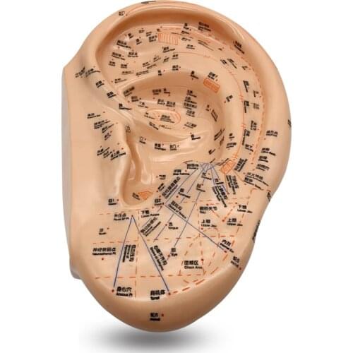40cm Ear Therapy Model, Auricular 201 Diagnosis and Treatment Acupoints, Ear Reflex Model 15.7 Inches, Extra Large, Clear