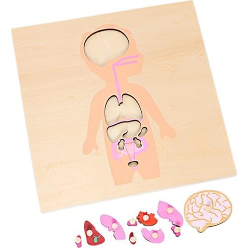 Montessori Science Toy Human Body Organ Structure Puzzle Toys for Children Montessori Teaching Aids Educational Toy Unisex Boys