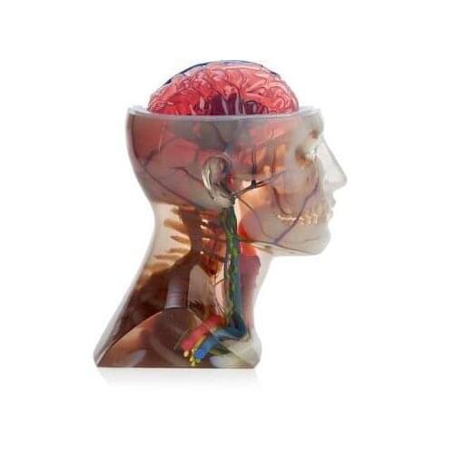 3D printing service, Full color Polyjet additive manufacturing technology for medical education products, Item No. ST053
