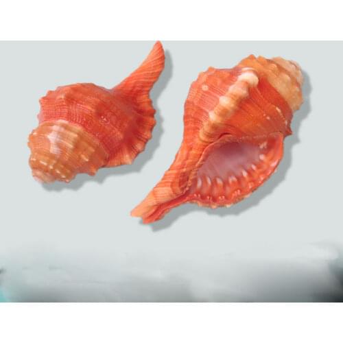 Natural SeaShells Elephant French Conch Decorative Ornaments Conch Aquarium Fish Tank Landscaping Elephant French Conch