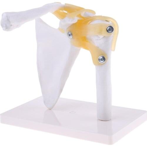 1: 1 Human Shoulder Clavicle with Ligaments Skeleton Model Anatomical Model School Teaching Tool Learning Display Lab Supplies
