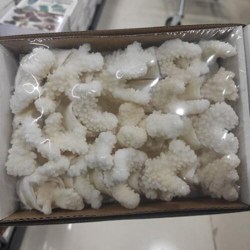 A box Natural White Coral Fossil Cluster Quartz Crystal Reef Specimen Healing Home Decor Gift