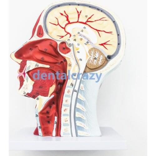 Practice head model Head Neck Superficial Nerve Vascular Muscle Model School Teaching demonstration model
