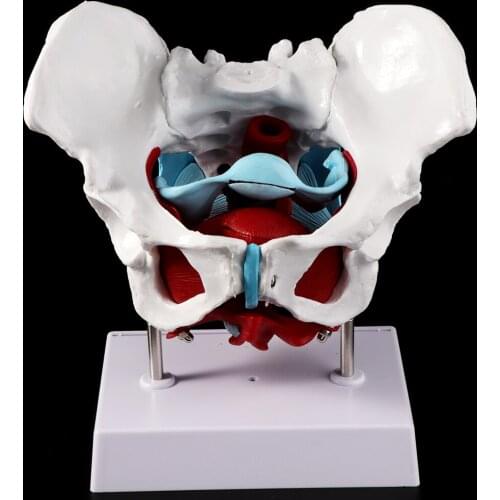 Female Pelvis Pelvic Floor Muscle Model Uterus Ovary Muscle Teaching Resources Educational Supplies Removable