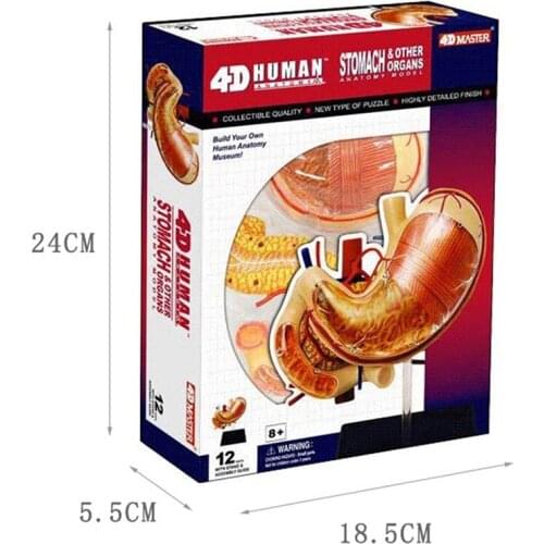 4D intelligent assembly toy human stomach anatomical model medical teaching model
