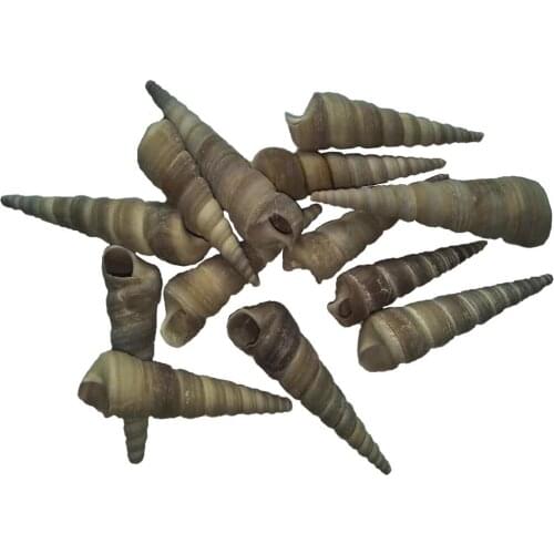 200G DIY naturals material long tail conch Decor Aquarium Landscape Seashells Crafts Party Decor