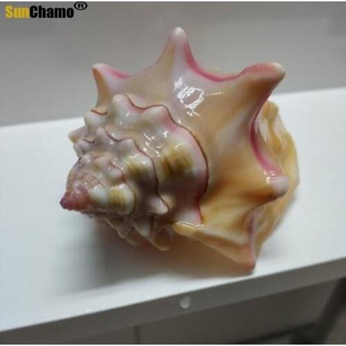 Natural Conch Shell Rouge Snail Gift Wedding Gift Home Decoration Aquarium Landscape Crafts Specimens Ornaments Creative Gifts