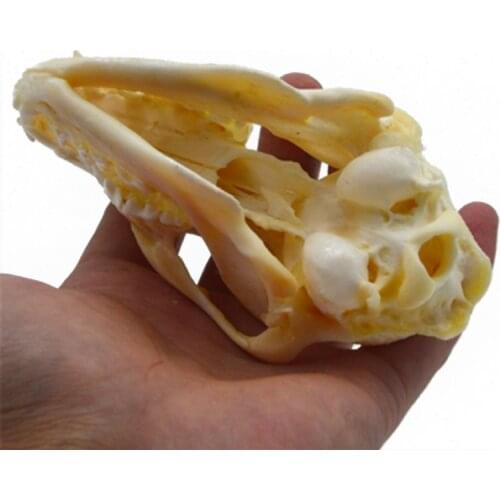 1pcs real Animal Skull specimen Collectibles Study Unusual Halloween