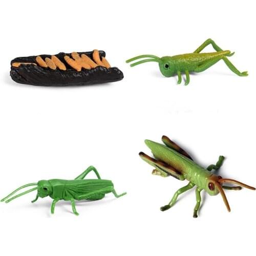 Simulation Animals Growth Cycle Model Cock Locust Earthworm Snail Action Figures Figurine Lovely Baby Gift Educational Kids Toys