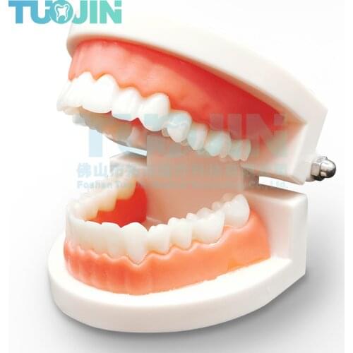 Free Shipp Teeth Model Pro Adult White Dental Standard Oral Model Dentistry Teaching Study Typodont Demonstration Education Tool
