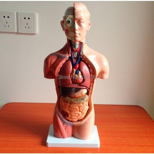 42CM Sexless Torso 18 Parts,The Human Body Anatomy Teaching Model