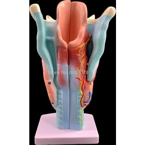 Amplification Throat Anatomy Model Human Anatomy Teaching Model