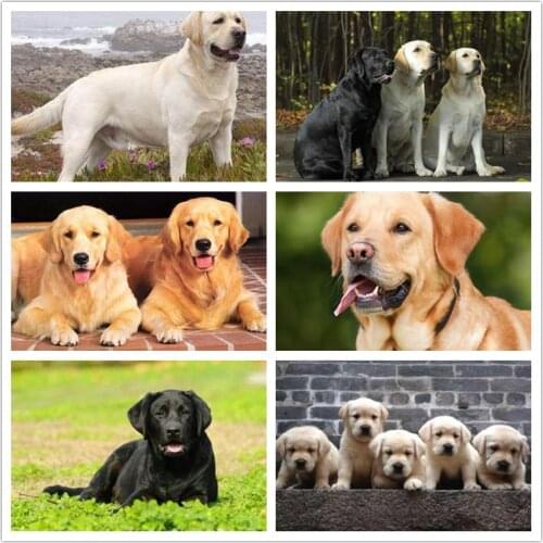 Labrador Dog Diamond Painting Embroidery Diamond Mosaic Dog Full Diamond Cross Stitch Full Exhibition Animal Pictures