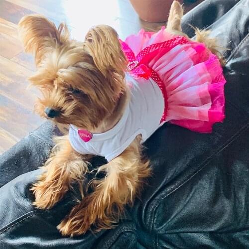 2 Pieces Dog Tutu Dress Chihuahua French Bulldog Princess Skirt Puppy Summer Dress Apparel for Small Medium Large Pet Dogs Cats