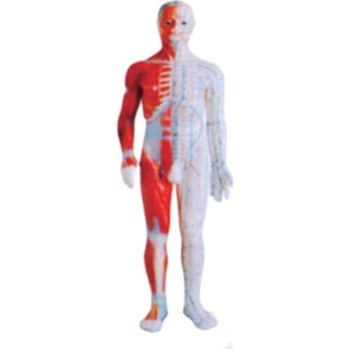 Chinon 60CM Human Body Acupuncture Manikin Traditional Chinese Medicine Model Medical Science Student Teaching Traning BIX-Y1005