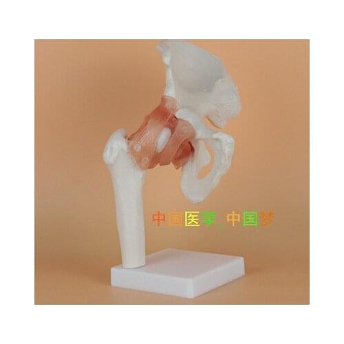 Human hip joint ligament model hip bone 21x19x28CM fee shipping