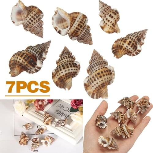 7pcs/set Natural Beautiful Sea Shell Conch Craft Aquarium Decor Ornament Accessories For Jewelry Making DIY Mayitr