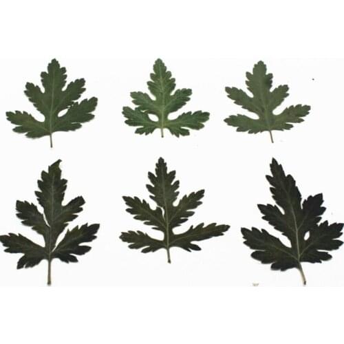 120pcs Pressed Dried Selaginella uncinata Filler For Epoxy Resin Jewelry Making Postcard Frame Phone Case Craft DIY