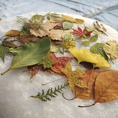 40PCS(15 kinds) Drying nature leaves collection DIY hand Nature decoration picture photos Biological specimen Photography props