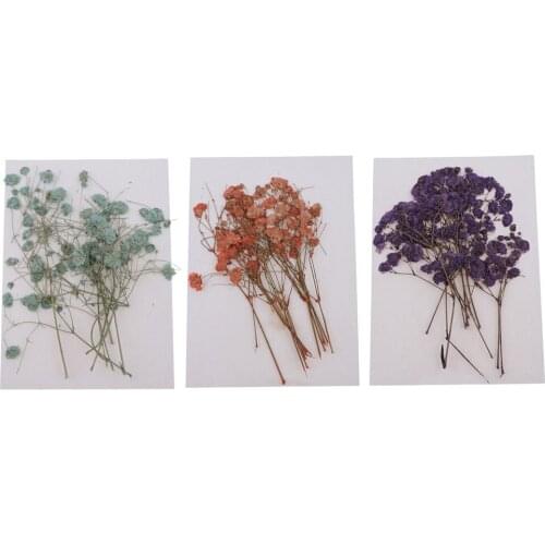 1 Bag Pressed Flowers Beautiful Collections Babysbreath Natural Dried Flowers
