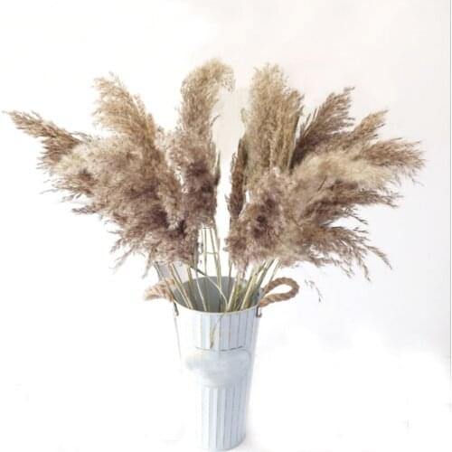 20 Pcs Dried plants pampas grass natural phragmites communis wedding flower bunch raw color