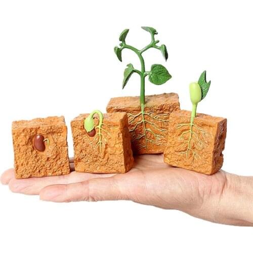 4pcs Green Bean Plant Growth Cycle Model biology games toys Plant Life Cycle Educational Evolution toys for boys children Gifts