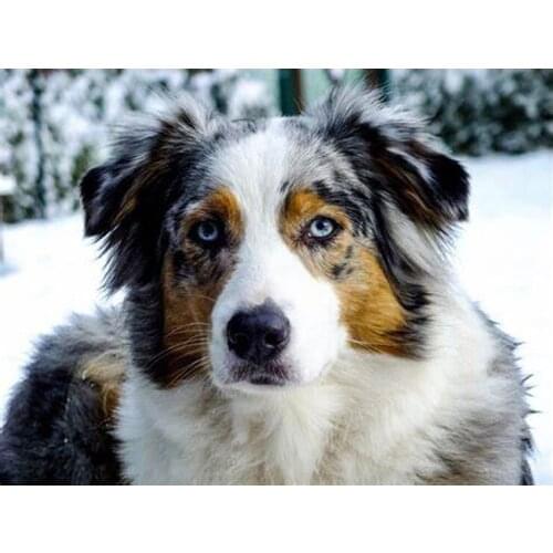 Diy Diamond Embroidery Australian Shepherd Dog Diamond mosaic animal pet dog Cross Stitch full square diamond paintingZP-1824