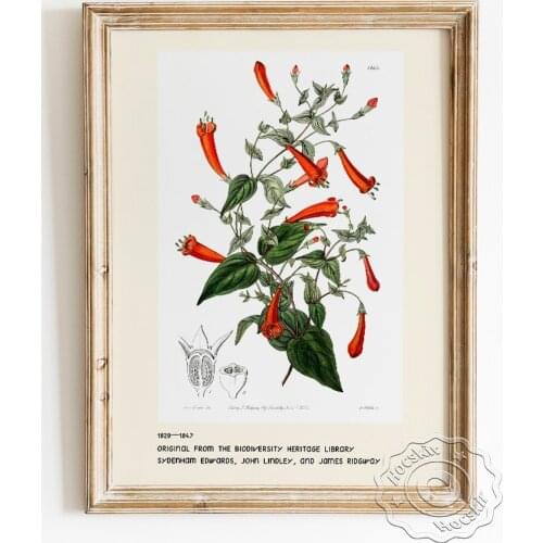 John Lindley Exhibition Museum Poster, Heart-leaved Manettia Art Prints, Sydenham Edwards’s Botanical Register Wall Art Decor