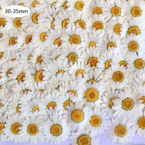100Pcs Real Natural Dried Pressed Flowers White Daisy Pressed Flower for Resin Jewelry Nail Stickers Makeup Art Crafts