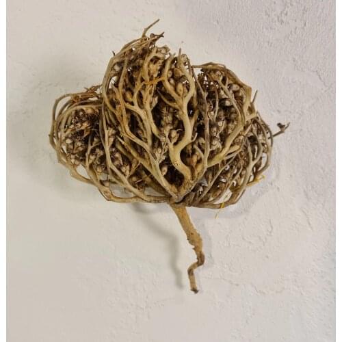 Anastatica hierochuntica virgin mary Free Shipping