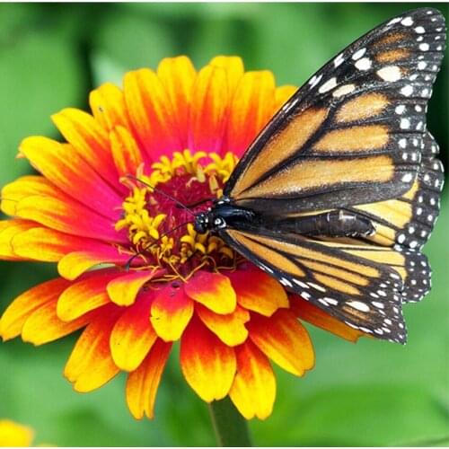 Needlework 3D DIY Diamond Painting kit Mosaic Square Rhinestone Pasting butterfly Decor paintings Diamond Embroidery Icon