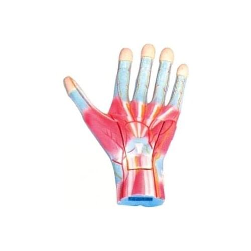 Hand anatomical magnification model Medical teaching demonstration 39*27*10cm free shipping