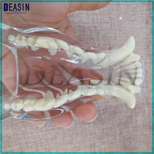 Dog Dentition Model The dog teeth skull jaw bone transparent teaching Veterinary Animal model specimens