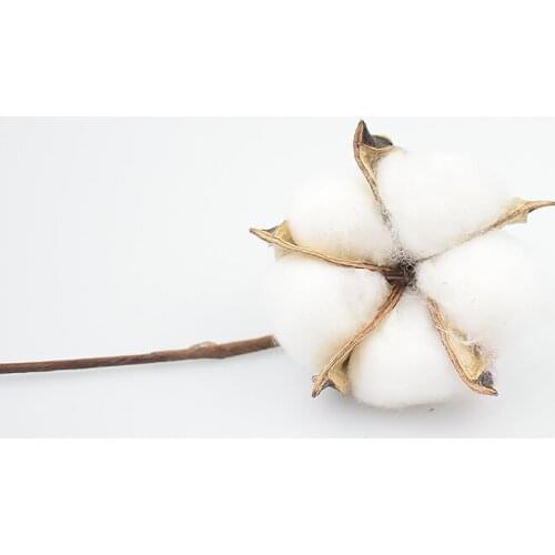 Dry Planting Artificial Cotton Color Cotton Branch Simulation Flower Home Christmas Decoration DIY Accessories Artificial Flower