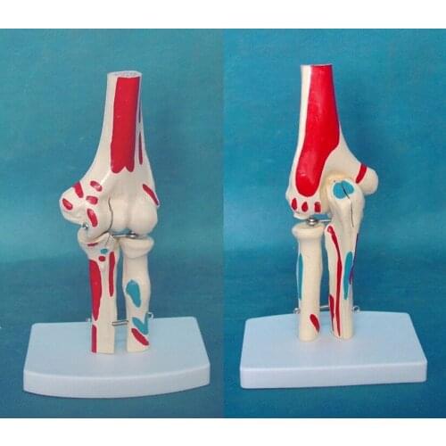 Human elbow joint muscle coloring model Joint skeleton model Medical human body model