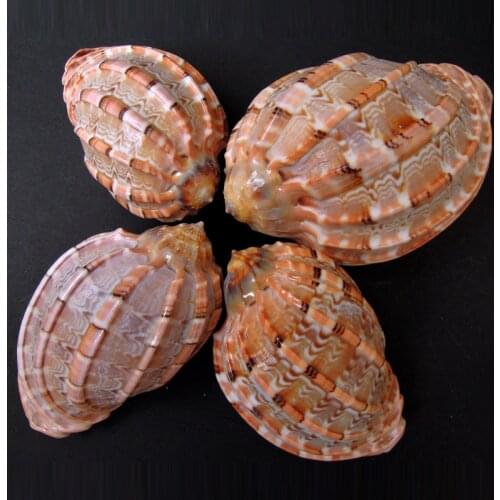 Natural conch shell fish tank decoration small aquarium shell small fish tank decoration