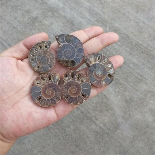 Ammonite Fossil Specimen Shell Healing 21mm--25mm 5pcs/lot