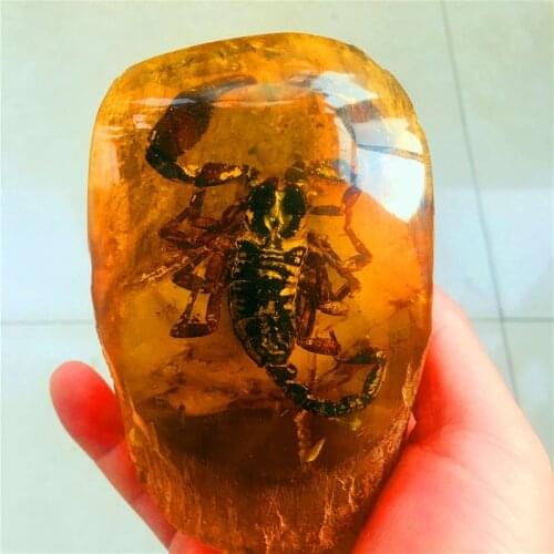 10cm natural amber beeswax raw stone insect display Scorpion. Butterfly. Cicada. Dragonfly
