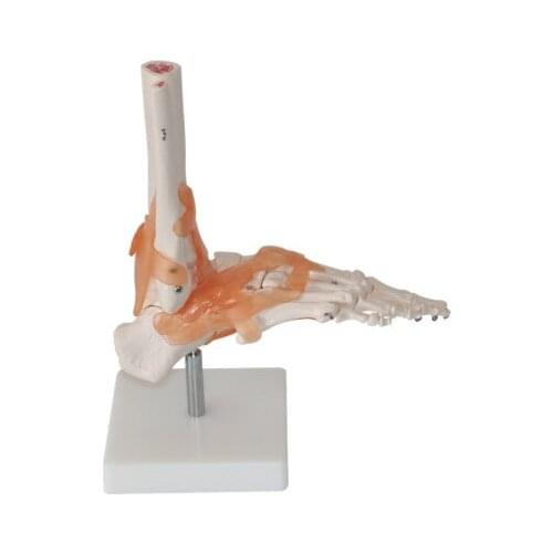 Foot joint model ankle joint Orthopedics teaching Demo Model free shipping